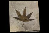Top Quality, Fossil Sycamore Leaf - Utah #174926-1